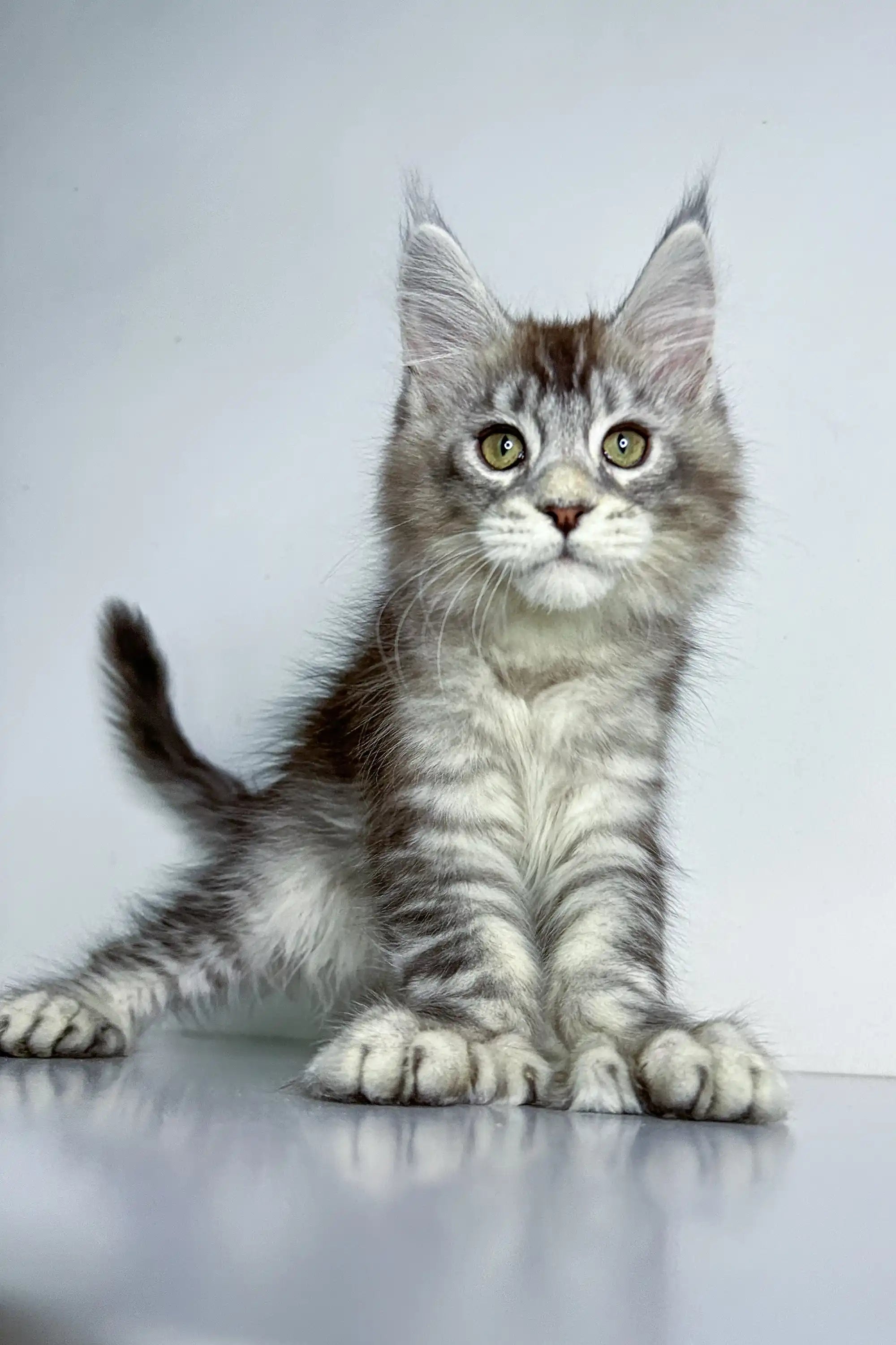 Maine Coon Kittens for Sale Christian | Polydactyl