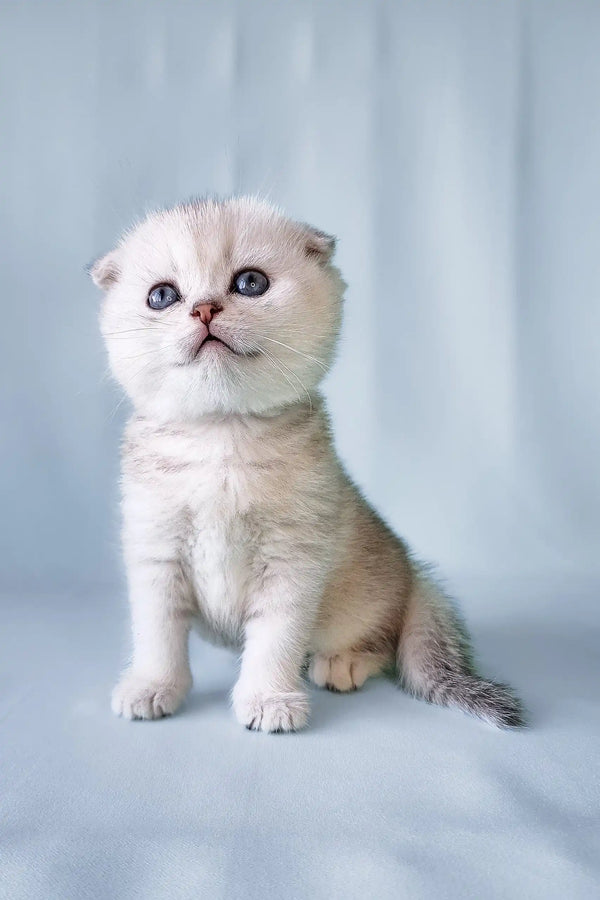 Cute Scottish Fold kitten named Christian looking playful and ready for cuddles