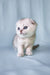 Cute Scottish Fold kitten named Christian with round eyes and fluffy fur