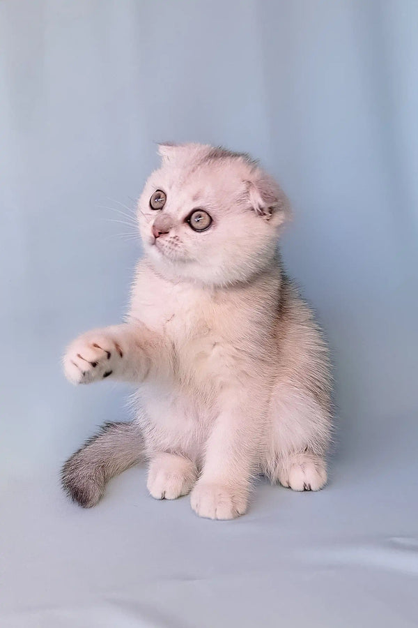 Adorable Scottish Fold kitten named Christian with big eyes and a sweet expression