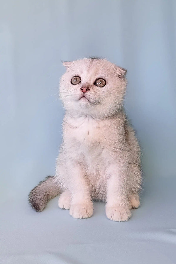 Cute fluffy silver Scottish Fold kitten named Christian, perfect for cat lovers