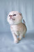 Fluffy light-colored Scottish Fold kitten named Christian with adorable folded ears