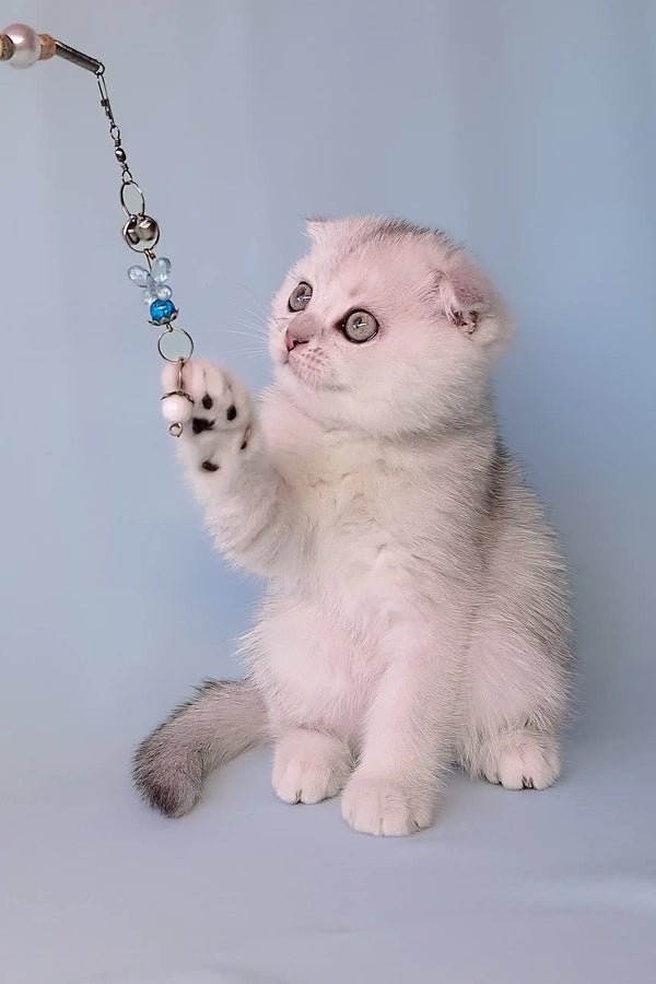 Playful silver tabby kitten named Christian from Scottish Fold breed