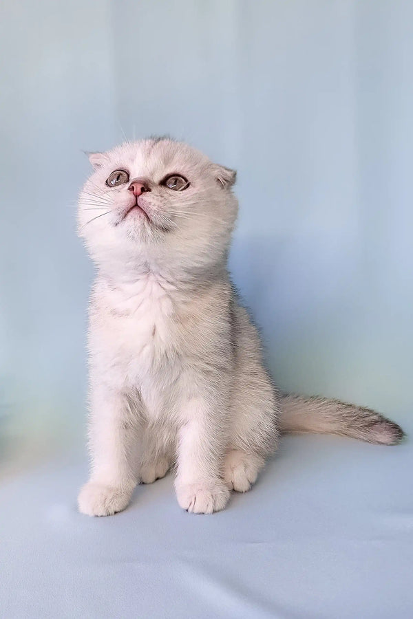 Adorable Silver Scottish Fold Kitten named Christian, perfect for your feline collection