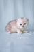 Adorable Silver Scottish Fold Kitten named Christian looking playful and cute