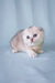 Adorable Silver Scottish Fold Kitten named Christian, perfect for cat lovers