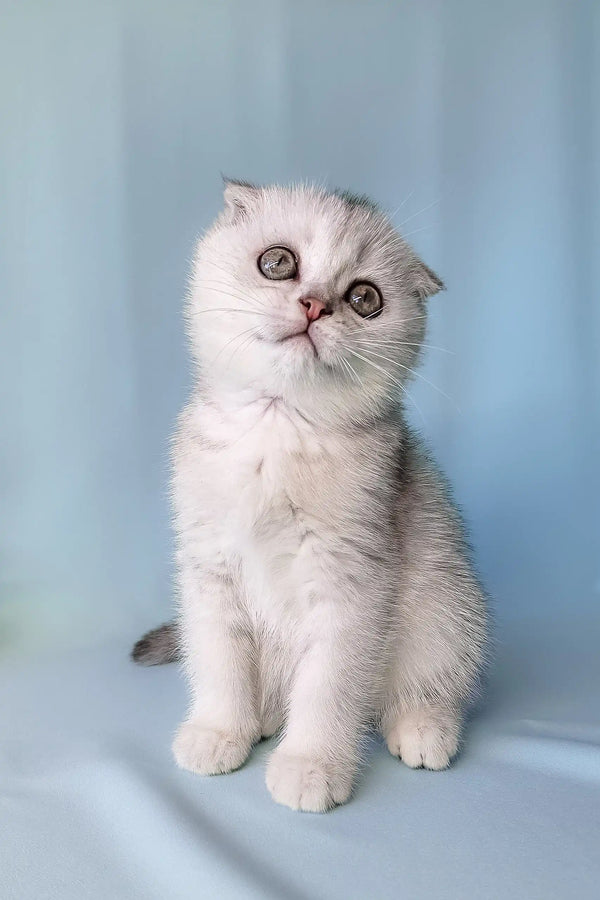 Cute Silver and White Scottish Fold Kitten named Christian for pet lovers