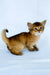 Christina | somali kitten