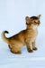 Christina | somali kitten