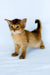 Christina | somali kitten