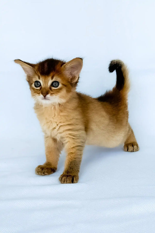 Christina | somali kitten