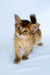 Christina | somali kitten