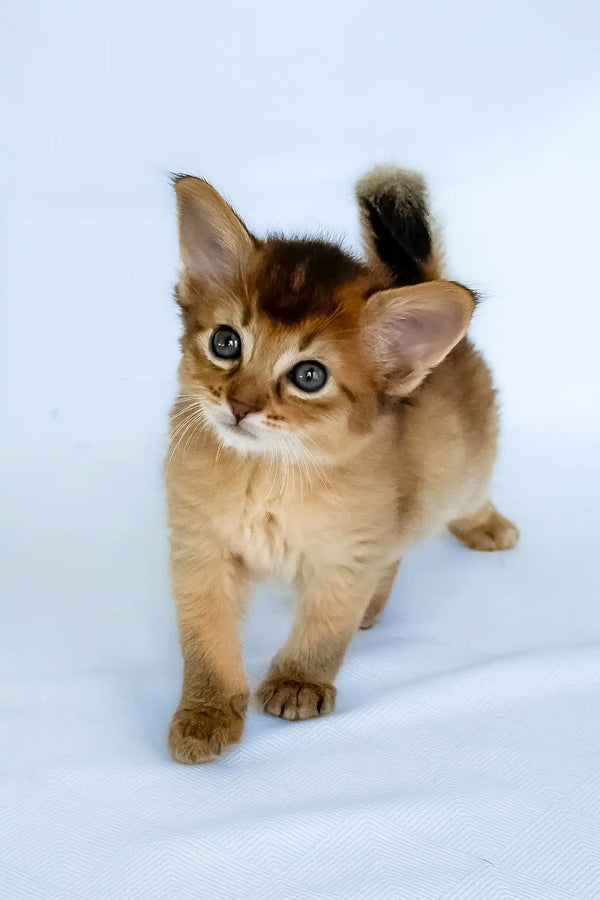 Christina | somali kitten