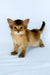 Christina | somali kitten