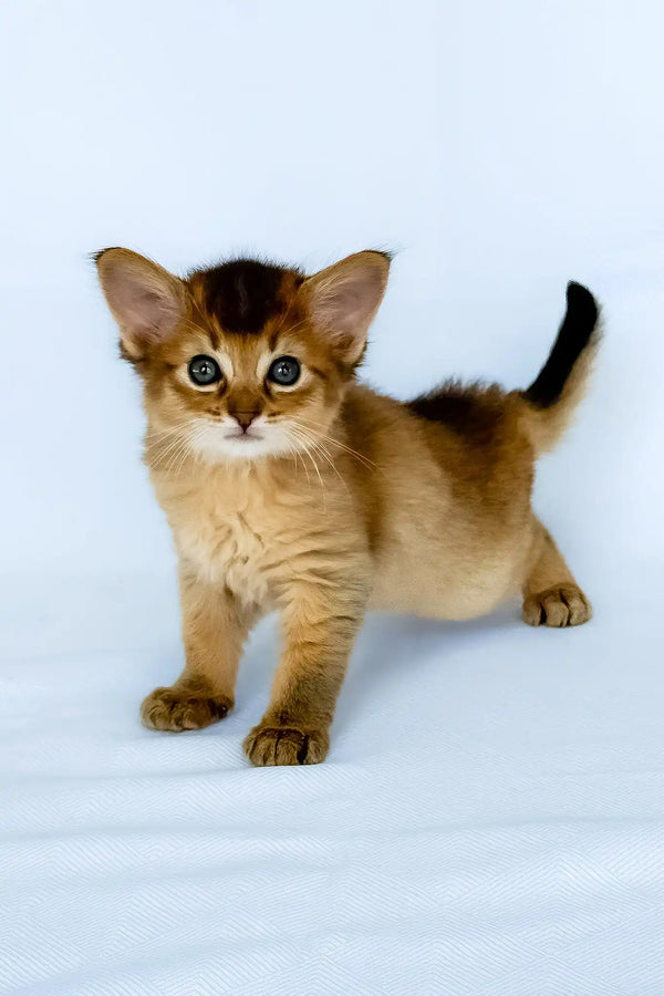 Christina | somali kitten