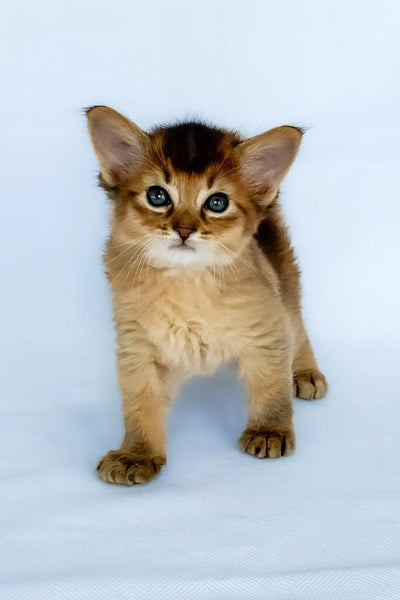 Somali Kittens in Wisconsin - Find Your Dream Kitten