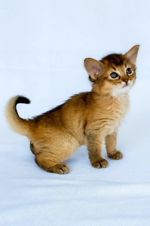 Christina | somali kitten