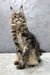 Majestic Maine Coon kitten with long fur and cute ear tufts, perfect for Christos