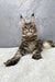 Majestic Maine Coon cat with ear tufts and fluffy fur in Christos Maine Coon Kitten product