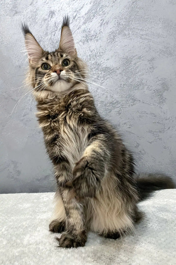 Majestic Maine Coon kitten with ear tufts and flowing fur for Christos product
