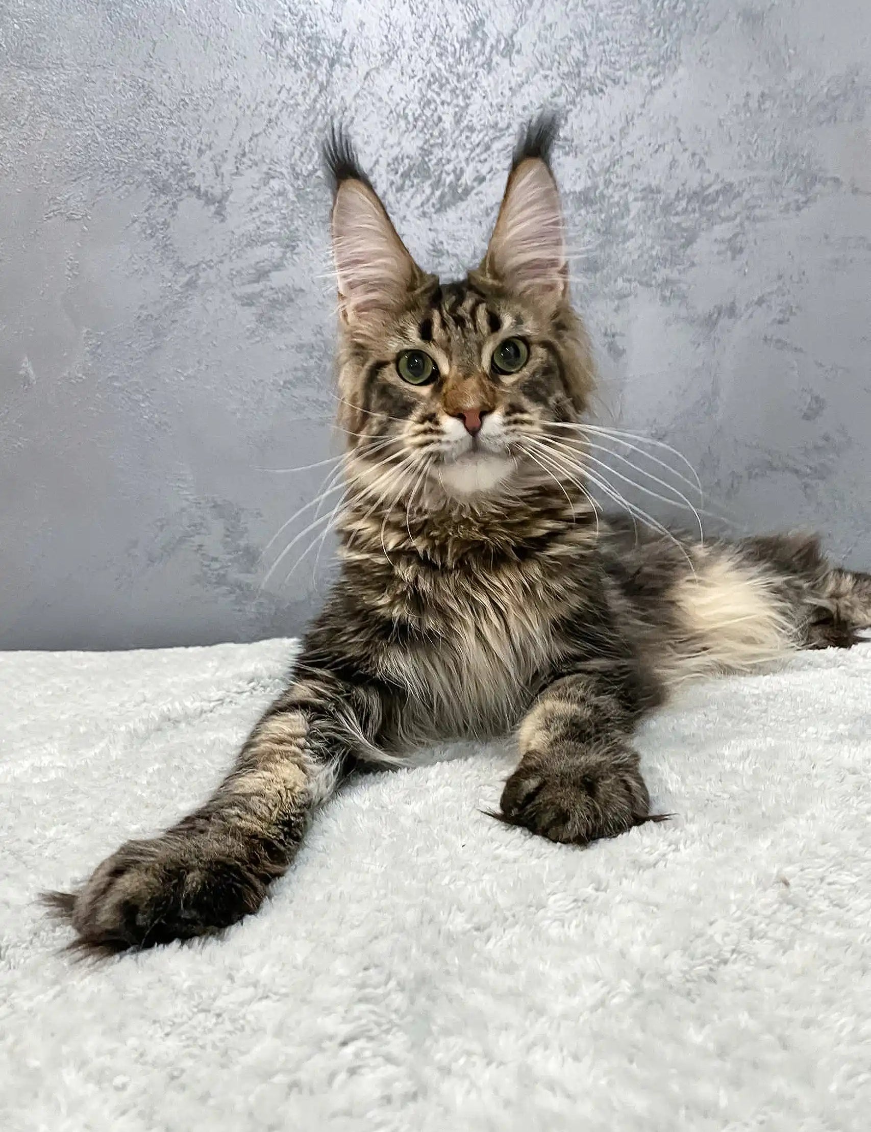 Majestic Maine Coon Kitten Christos with fluffy fur and unique ear tufts