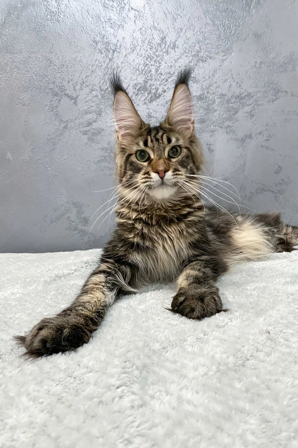 Majestic Maine Coon Kitten Christos with fluffy fur and unique ear tufts