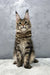 Majestic Maine Coon kitten Christos with fluffy fur and adorable ear tufts