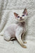 Cute Devon Rex kitten with light fur and stunning blue eyes, perfect for Cindy