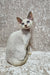 Cream-colored Siamese cat with blue eyes sitting elegantly for Cindy Devon Rex Kitten