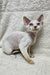 Hairless Sphynx cat with blue eyes sitting elegantly beside the Cindy Devon Rex Kitten