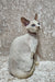 Sphynx cat with blue eyes sitting elegantly for Cindy Devon Rex Kitten product