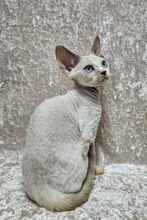 Sphynx cat with blue eyes sitting elegantly for Cindy Devon Rex Kitten product