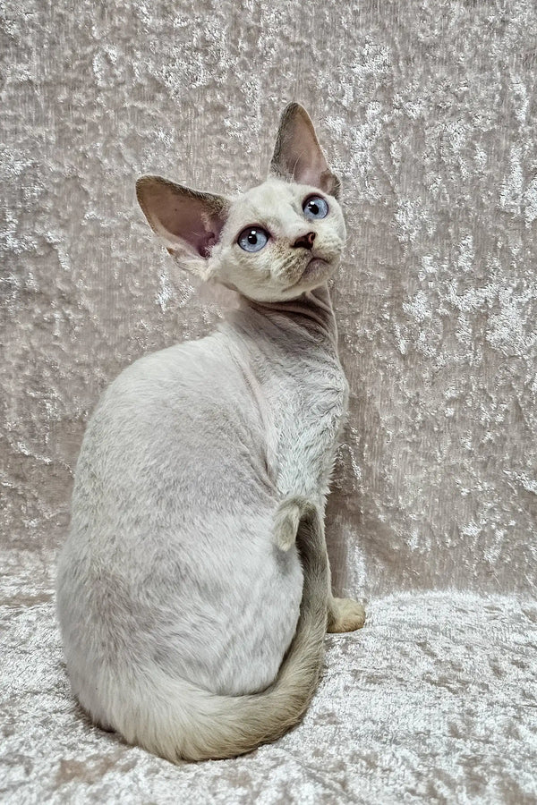 White Siamese cat with blue eyes elegantly posed for Cindy | Devon Rex Kitten