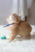 Fluffy orange Maine Coon kitten named Cinnamon wearing a cute blue collar