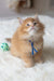 Fluffy orange Maine Coon kitten named Cinnamon wearing a blue ribbon