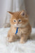 Fluffy orange Maine Coon kitten named Cinnamon wearing a blue collar