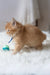 Fluffy orange Maine Coon kitten named Cinnamon with a cute blue collar