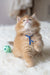 Fluffy orange Maine Coon kitten named Cinnamon with a pretty blue ribbon