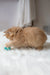 Fluffy orange Maine Coon kitten named Cinnamon having fun and playing around