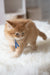 Cute Ginger Maine Coon Kitten named Cinnamon wearing a stylish blue ribbon