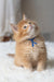 Orange Maine Coon kitten named Cinnamon with a cute blue ribbon around its neck