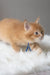 Cute orange Maine Coon kitten named Cinnamon with a stylish blue collar