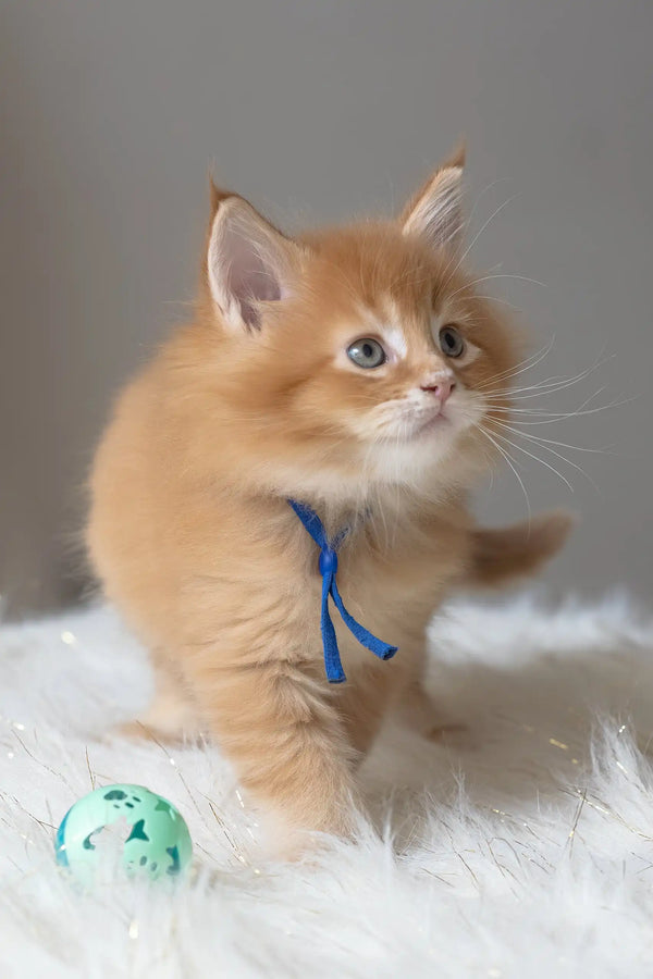 Cute orange Maine Coon kitten named Cinnamon wearing a blue ribbon