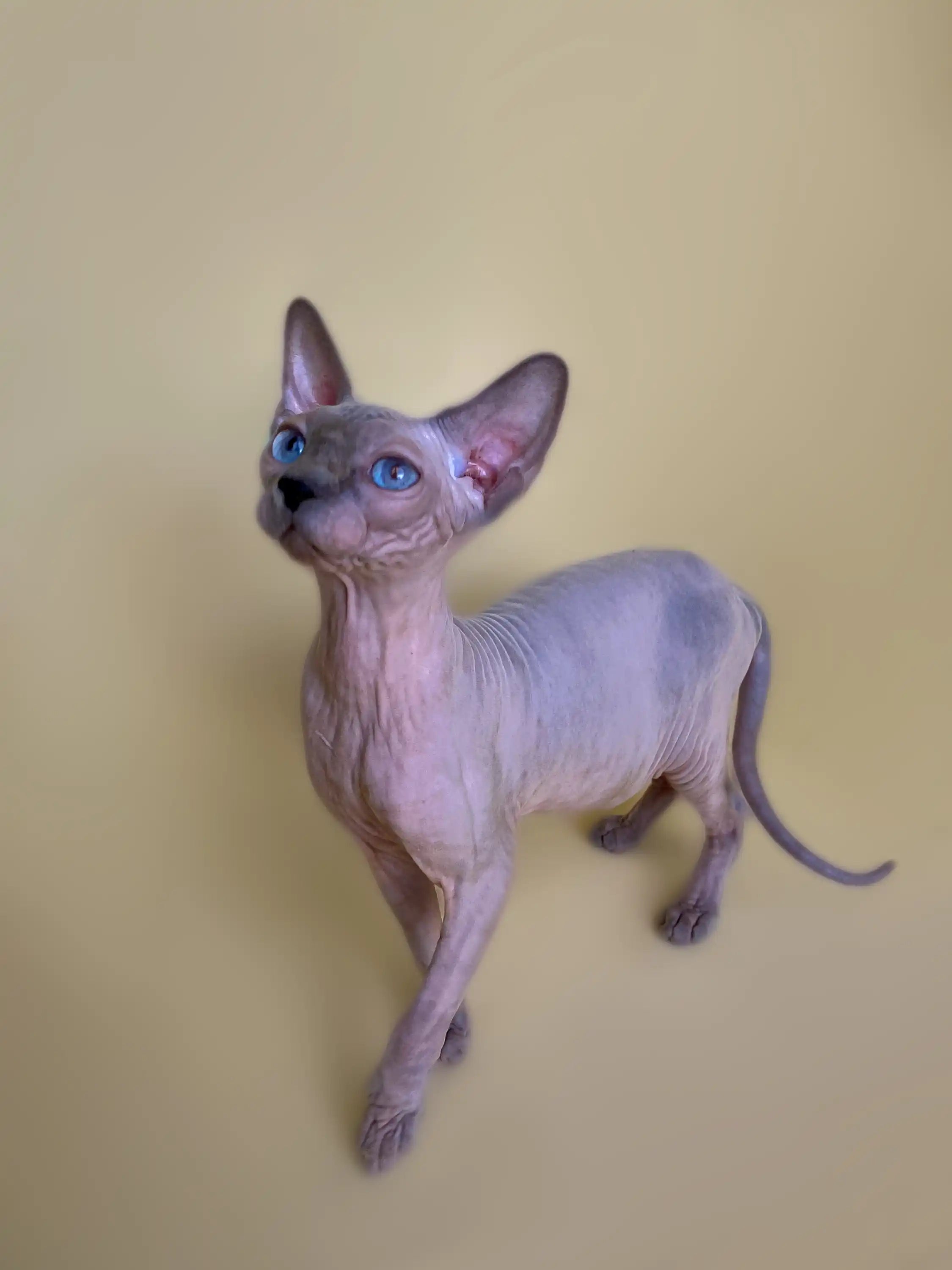 Hairless Sphynx Cats & Kittens for Sale Cinthia | Kitten