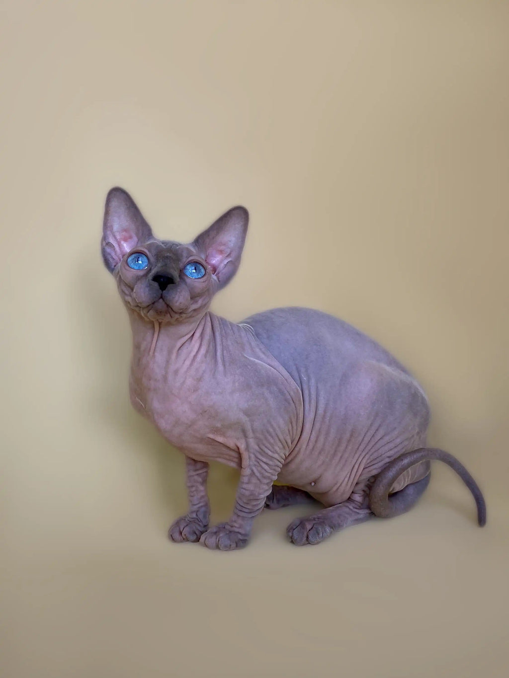 Sphynx Cats and Kittens for Sale Cinthia | Kitten