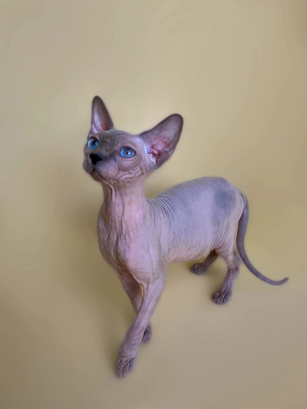 Adorable Hairless Sphynx kitten Cinthia with big ears and stunning blue eyes