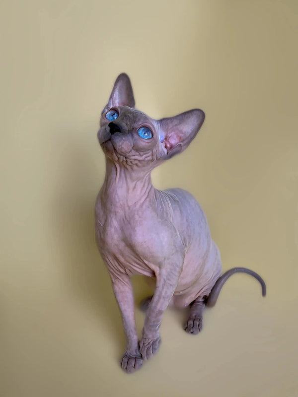 Cinthia the adorable Hairless Sphynx kitten with big ears and cute wrinkled skin