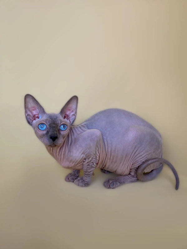 Adorable Hairless Sphynx Kitten Cinthia with striking blue eyes ready for a fur-ever home