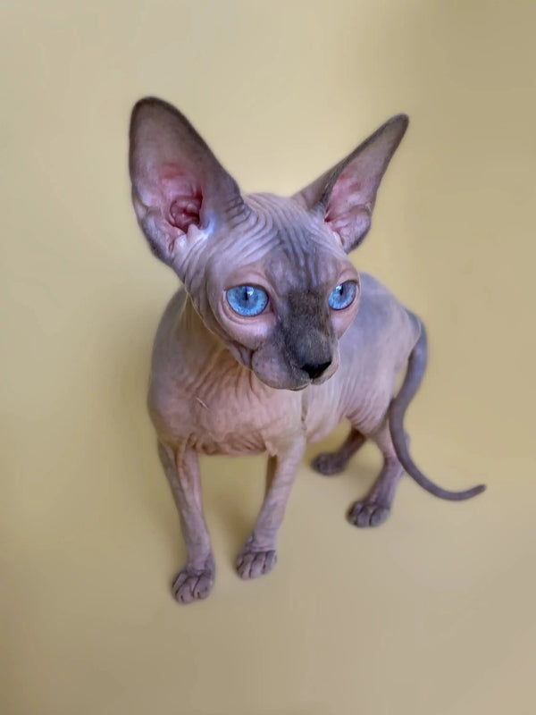 Adorable Hairless Sphynx kitten Cinthia with big blue eyes and large ears