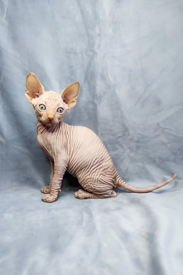 Adorable Cirilla Sphynx kitten with big ears and cute wrinkled skin